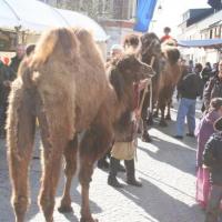 Fête de la Scie 2010
