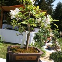 Naturalies 2011