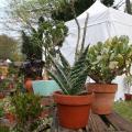 naturalies 2012 (18)
