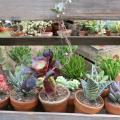 naturalies 2012 (20)